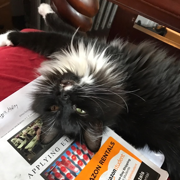 Meet your Posher, Maggie - Picture 2 of 4